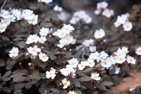 vintage background flowers, beautiful white rose in naturalの写真素材