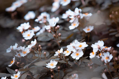 vintage background flowers, beautiful white rose in naturalの写真素材