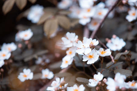 vintage background flowers, beautiful white rose in naturalの写真素材