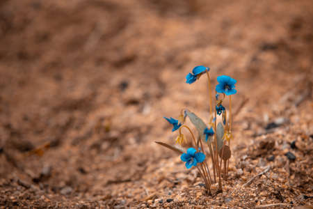 The small blue flowers look beautiful and stand out on the brown ground.の写真素材