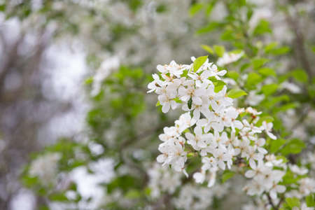 The white flowers in the spring tone. Beautiful flowers in natureの写真素材