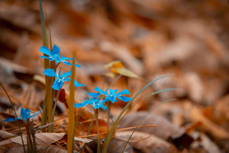 The small blue flowers look beautiful and stand out on the brown background.の写真素材