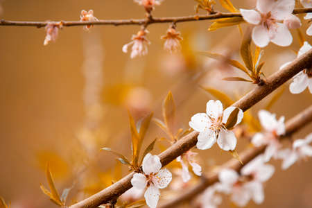 White flowers in the autumn tone. Beautiful flowers on the backdrop of the autumn