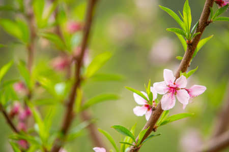 The white flowers in the spring tone. Beautiful flowers in natureの写真素材