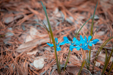 The small blue flowers look beautiful and stand out on the brown background.の写真素材