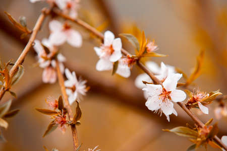 White flowers in the autumn tone. Beautiful flowers on the backdrop of the autumnの写真素材