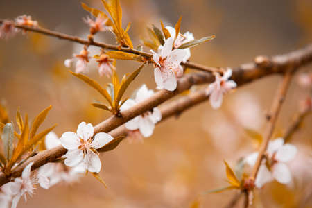 White flowers in the autumn tone. Beautiful flowers on the backdrop of the autumnの写真素材