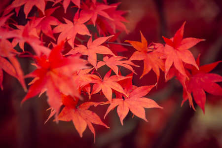 Beautiful red maple leaves in autumn, beautiful autumn leave backgroundの写真素材