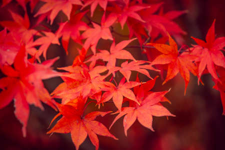 Beautiful red maple leaves in autumn, beautiful autumn leave backgroundの写真素材