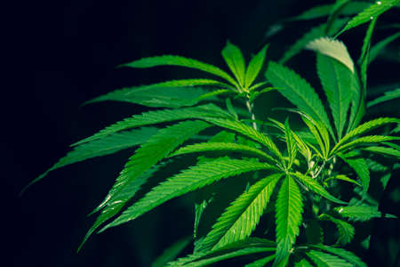 close-up marijuana leaves, cannabis on a dark backgroundの写真素材