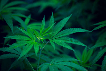 close-up marijuana leaves, cannabis on a dark backgroundの写真素材