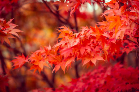 Beautiful red maple leaves in autumn, beautiful autumn leave backgroundの写真素材