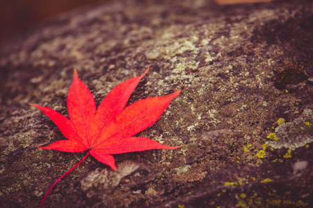 Red maple leaf on stone backgroundの写真素材