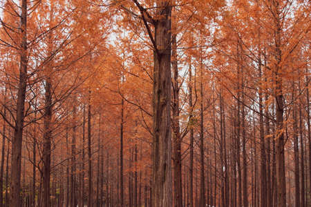 Autumnal pine forest. abstract natural background with tall of pineの写真素材