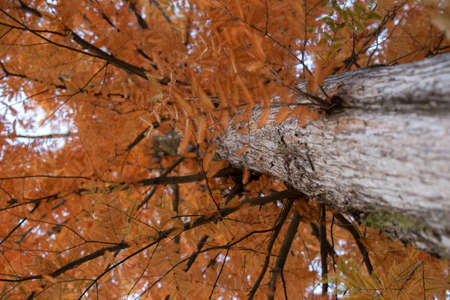 Autumnal pine forest. abstract natural background with tall of pineの写真素材