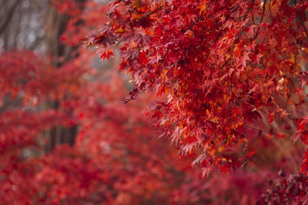 Beautiful maple leaves in autumn, beautiful autumn leave backgroundの写真素材