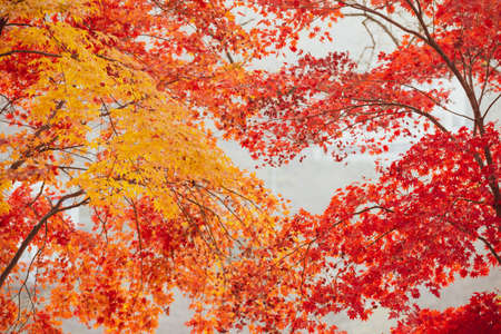 Beautiful maple leaves in autumn, beautiful autumn leave backgroundの写真素材