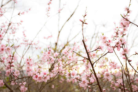 Beautiful cherry blossom sakura in spring timeの写真素材