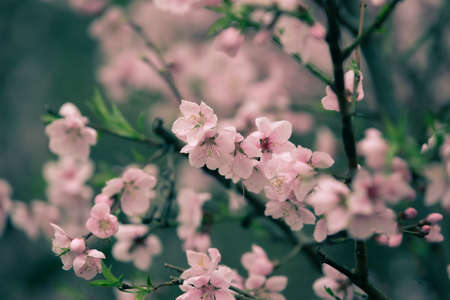 Beautiful cherry blossom sakura in spring timeの写真素材