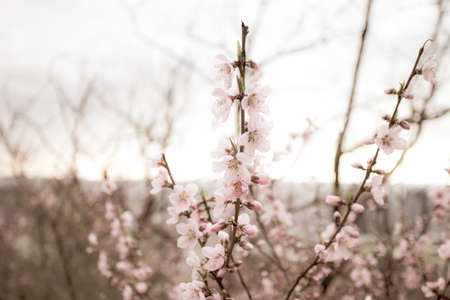 Beautiful cherry blossom sakura in spring timeの写真素材