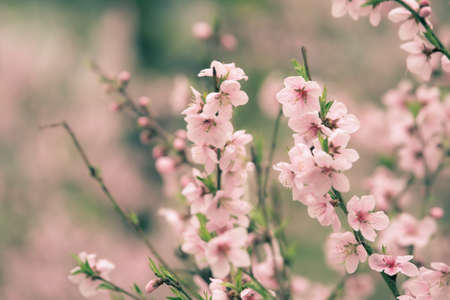 Beautiful cherry blossom sakura in spring timeの写真素材