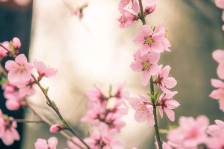 Beautiful cherry blossom sakura in spring timeの写真素材