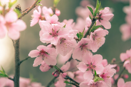 Beautiful cherry blossom sakura in spring timeの写真素材