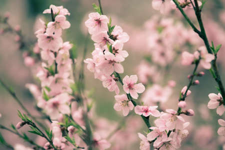 Beautiful cherry blossom sakura in spring timeの写真素材