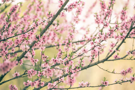 Beautiful cherry blossom sakura in spring timeの写真素材