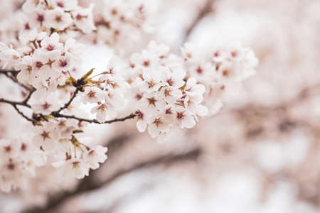 Beautiful cherry blossom sakura in spring timeの写真素材