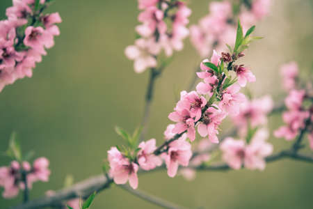 Beautiful cherry blossom sakura in spring timeの写真素材