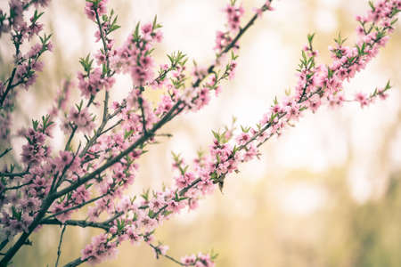 Beautiful cherry blossom sakura in spring timeの写真素材