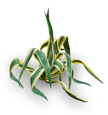 Agave on a white backgroundの写真素材