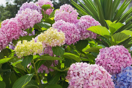 Hydrangea macrophylla flowers