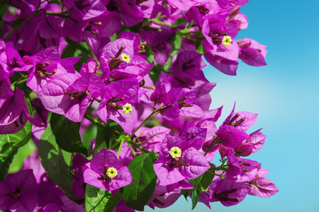 Bougainvillea flowersの写真素材