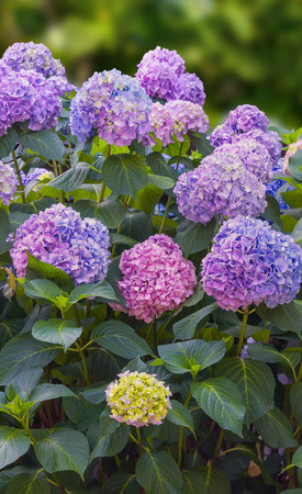 Hydrangea bush in bloom Hydrangea macrophyllaの写真素材