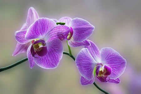 Branch of Phalaenopsis orchidsの写真素材