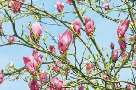 Springtime. Branches of flowering tree of magnolia (Magnolia soulangeana) on the blue sky background, vintageの写真素材