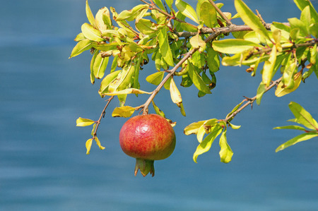 Branch of a pomegranate tree (Punica granatum) with leaves and one ripe fruit against a blue sea backgroundの写真素材