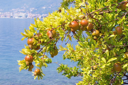 Branch of a pomegranate tree (Punica granatum) with leaves and ripe fruits against a blue sea background. Bay of Kotor, Montenegroの写真素材