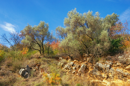 Olive trees on the mountainside among the stones on a sunny autumn day. Montenegroの写真素材
