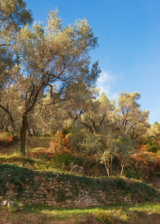 Grove of olive trees on the mountainside in a sunny autumn day. Montenegro. Free space for textの写真素材