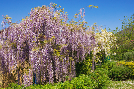 Springtime. Blooming wisteria in the Mediterranean gardenの写真素材