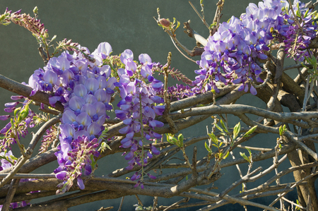 Springtime. Vine of purple wisteria  against the wall of the buildingの写真素材