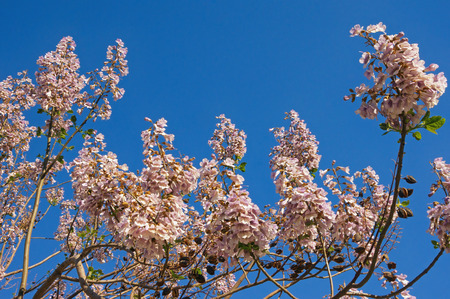 Springtime. Branches of flowering Paulownia tomentosa tree against  blue skyの写真素材