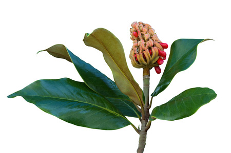 Autumn. One magnolia ( Magnolia grandiflora ) fruit with seeds and leaves. Isolated on white backgroundの写真素材