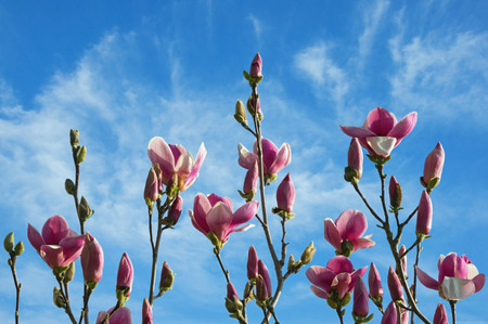 Spring flowers. Branches of flowering tree of magnolia (Magnolia soulangeana) against the blue skyの写真素材