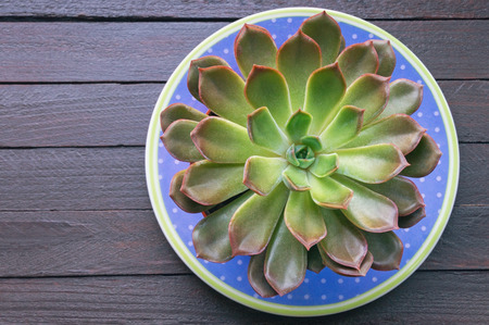 Sempervivum (hens and chicks) succulent in flower pot . Rustic background, flat layの写真素材