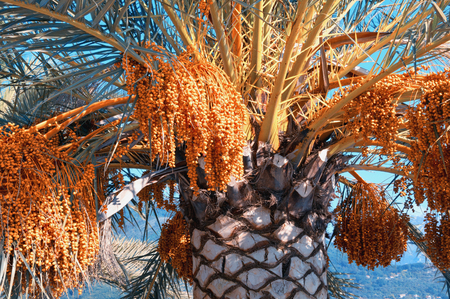 Canary Island Date Palms (Phoenix canariensis) with leaves and fruits on bright sunny day. Vacation concept. Color toningの写真素材