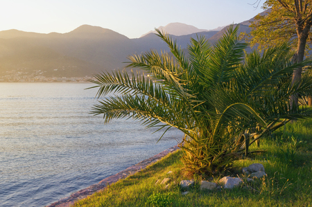 Beautiful Mediterranean landscape on sunny autumn evening.  Palm tree ( Phoenix canariensis )  on the shore of Kotor Bay. Montenegro, Adriatic Seaの写真素材